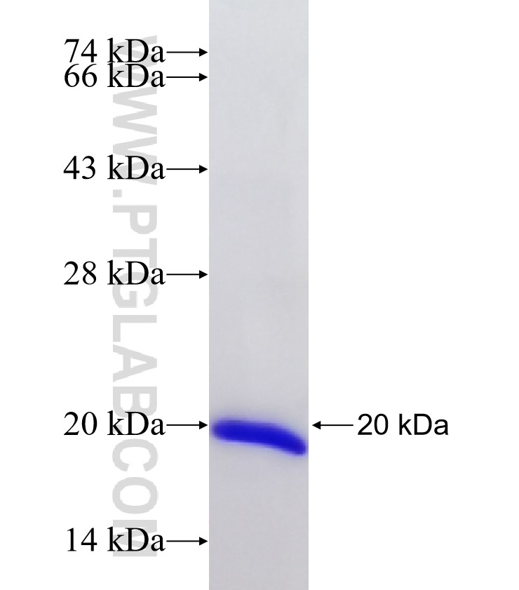 P21;CDKN1A fusion protein Ag26137 SDS-PAGE
