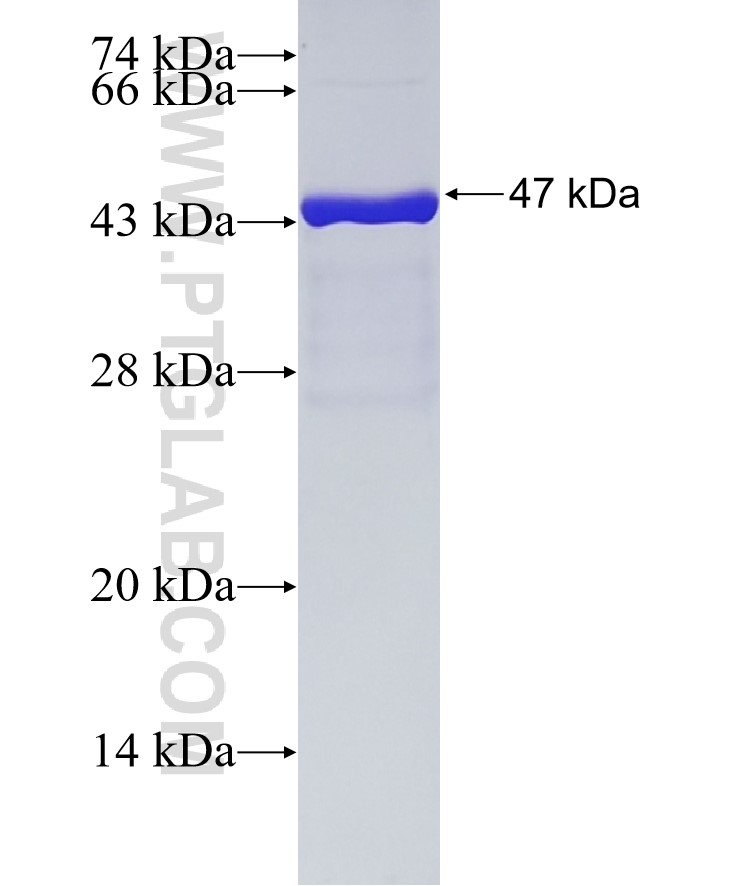 P21 fusion protein Ag0308 SDS-PAGE