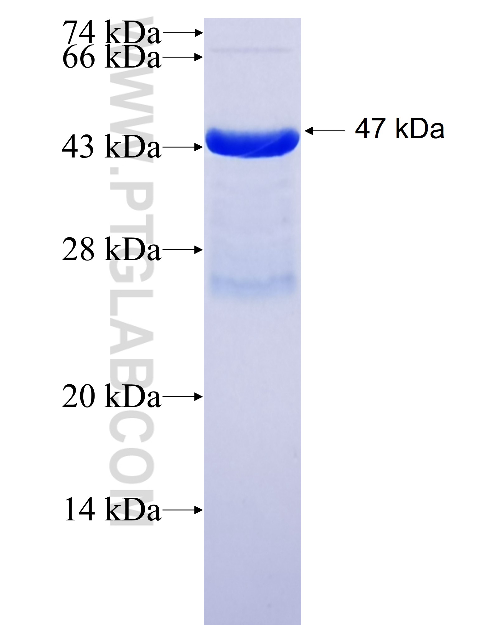 P21 fusion protein Ag0308 SDS-PAGE