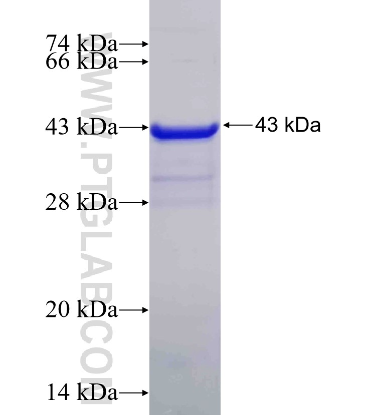 P21;CDKN1A fusion protein Ag0368 SDS-PAGE