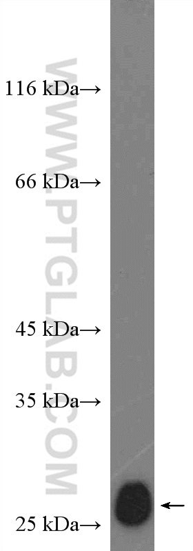 WB analysis of NIH/3T3 using 26714-1-AP