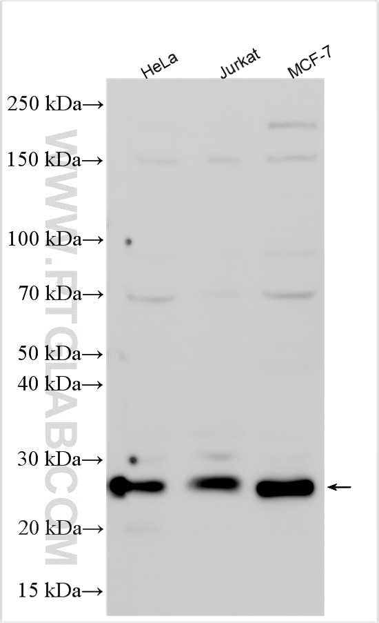 WB analysis using 26714-1-AP WB analysis using 26714-1-AP