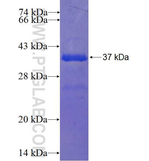 P2RX2 fusion protein Ag23000 SDS-PAGE