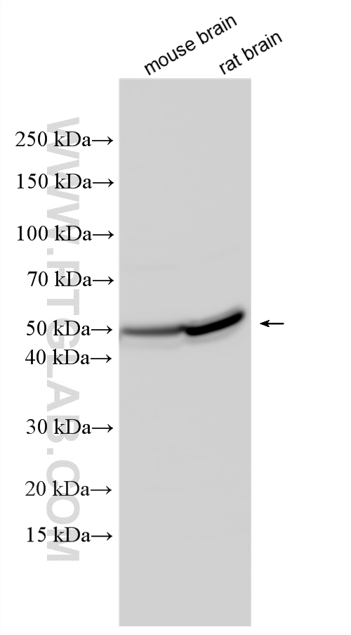 Various lysates were subjected to SDS PAGE followed by western blot with 19012-1-AP (P2RX5 antibody) at dilution of 1:2000 incubated at room temperature for 1.5 hours. WB analysis using 19012-1-AP