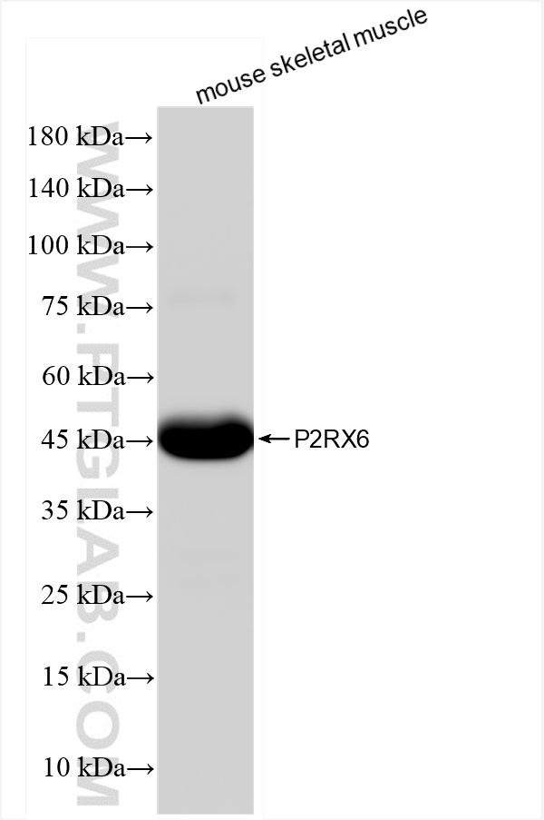 WB analysis of mouse skeletal muscle using 84458-4-RR