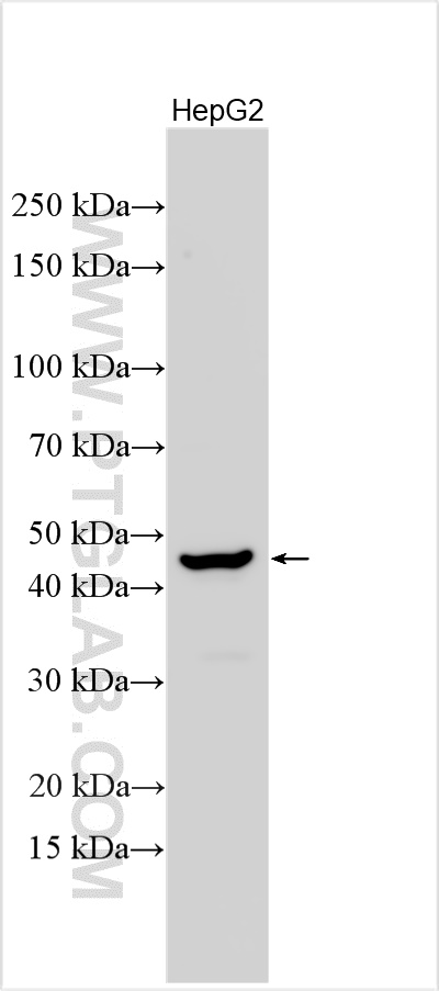 WB analysis using 20335-1-AP