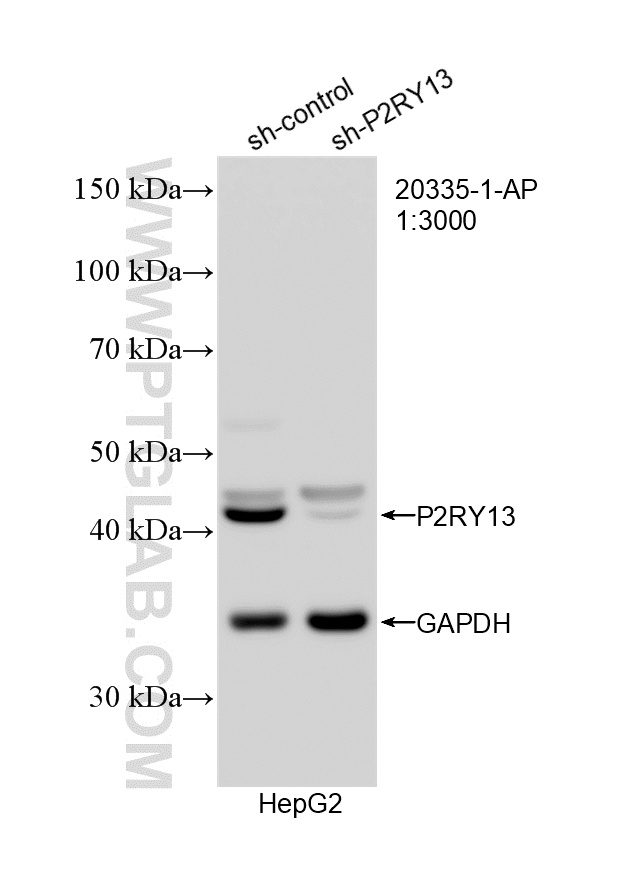 WB analysis of HepG2 using 20335-1-AP
