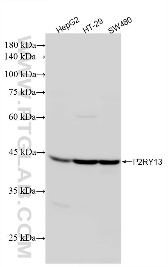 WB analysis using 83975-3-RR (same clone as 83975-3-PBS) WB analysis using 83975-3-RR (same clone as 83975-3-PBS)