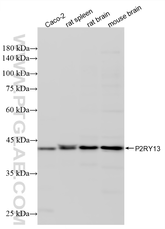 WB analysis using 83975-3-RR (same clone as 83975-3-PBS) WB analysis using 83975-3-RR (same clone as 83975-3-PBS)