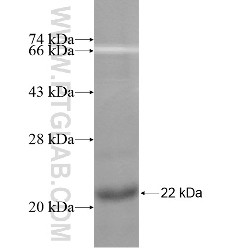 P2RY8 fusion protein Ag11686 SDS-PAGE