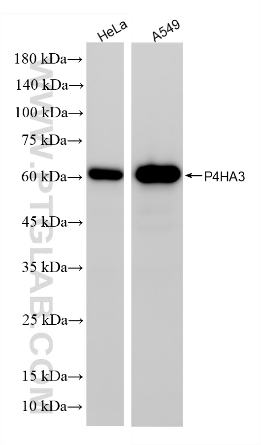 Various lysates were subjected to SDS PAGE followed by western blot with <a class='green' href='/productredirect?CatalogNo=85374-1-RR' target='_blank'>85374-1-RR</a> (P4HA3 antibody) at dilution of 1:2000 incubated at room temperature for 1.5 hours. This data was developed using the same antibody clone with 85374-1-PBS in a different storage buffer formulation. WB analysis using 85374-1-RR (same clone as 85374-1-PBS)