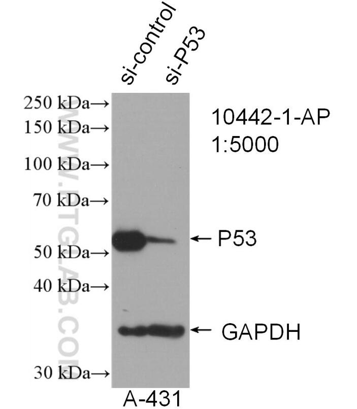 WB analysis of A431 using 10442-1-AP