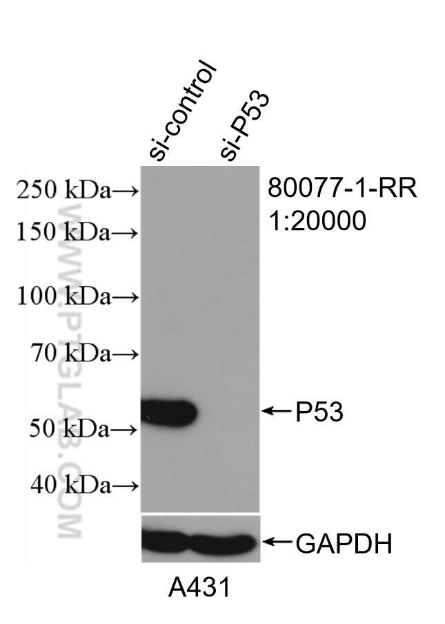 WB analysis of A431 using 80077-1-RR