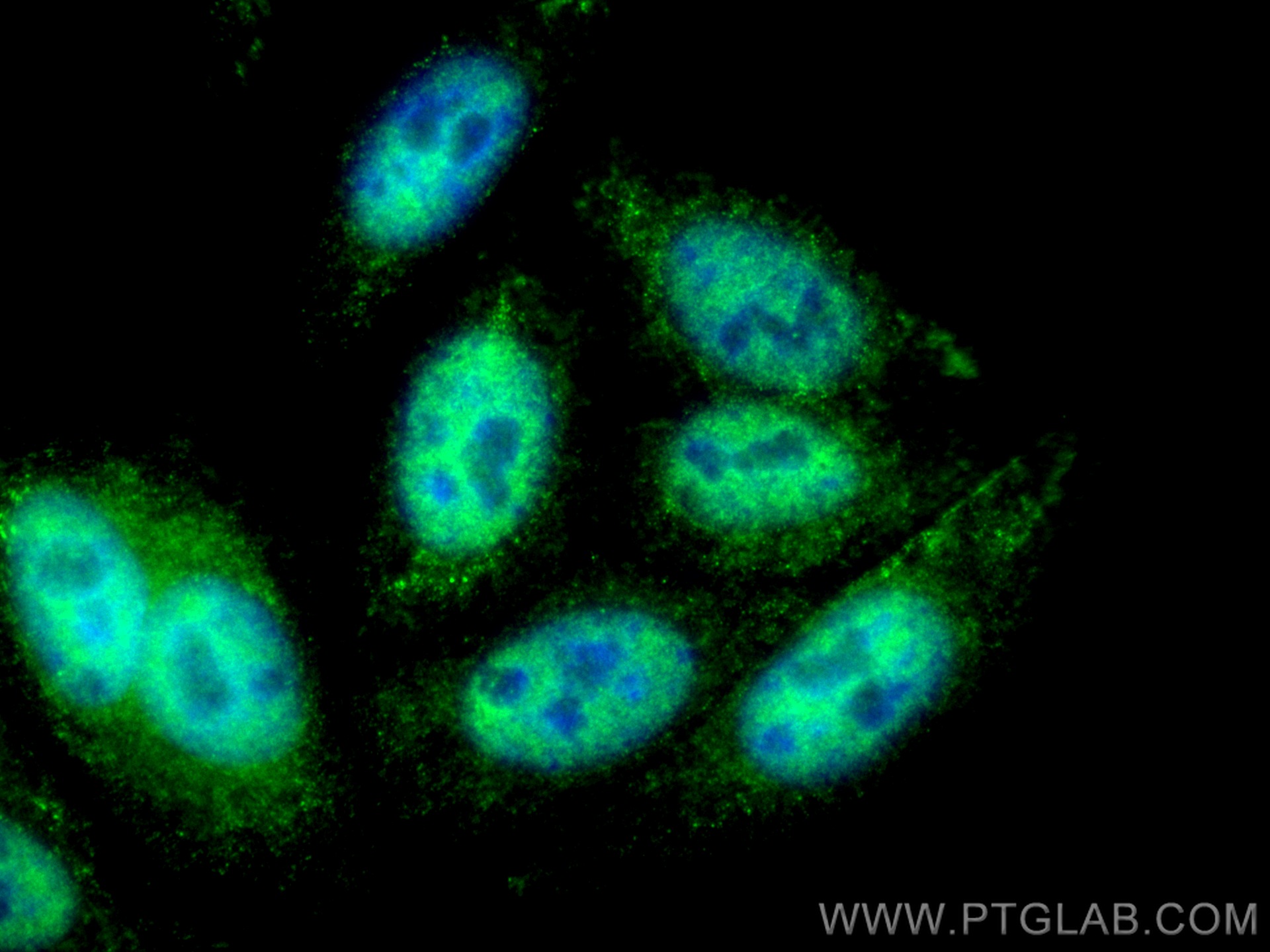 IF Staining of HepG2 using CL488-80077