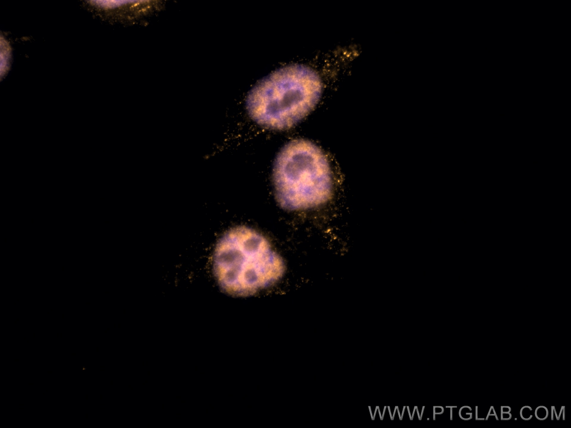 IF Staining of HepG2 using CL555-80077