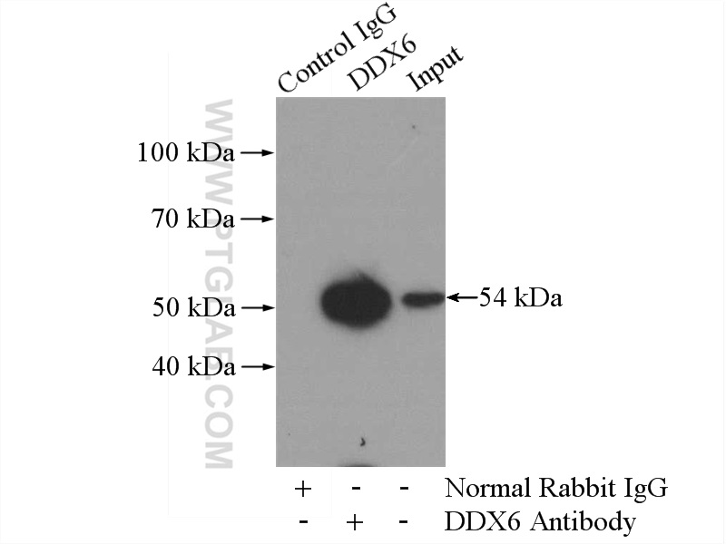 IP experiment of mouse testis using 14632-1-AP