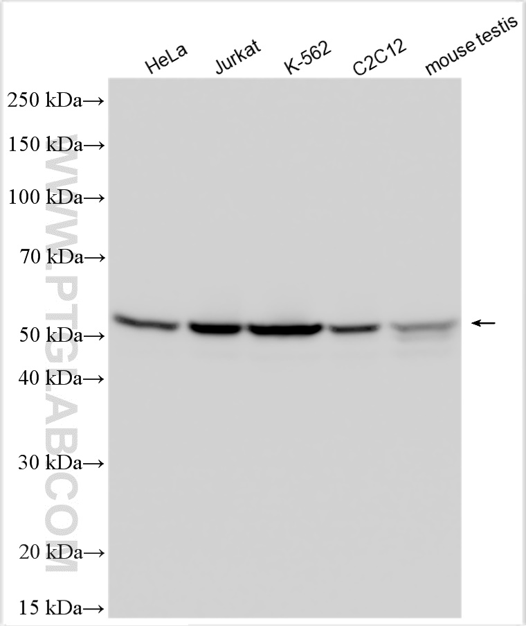 WB analysis using 14632-1-AP