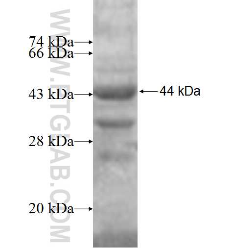 P54 fusion protein Ag6304 SDS-PAGE P54 fusion protein Ag6304 SDS-PAGE