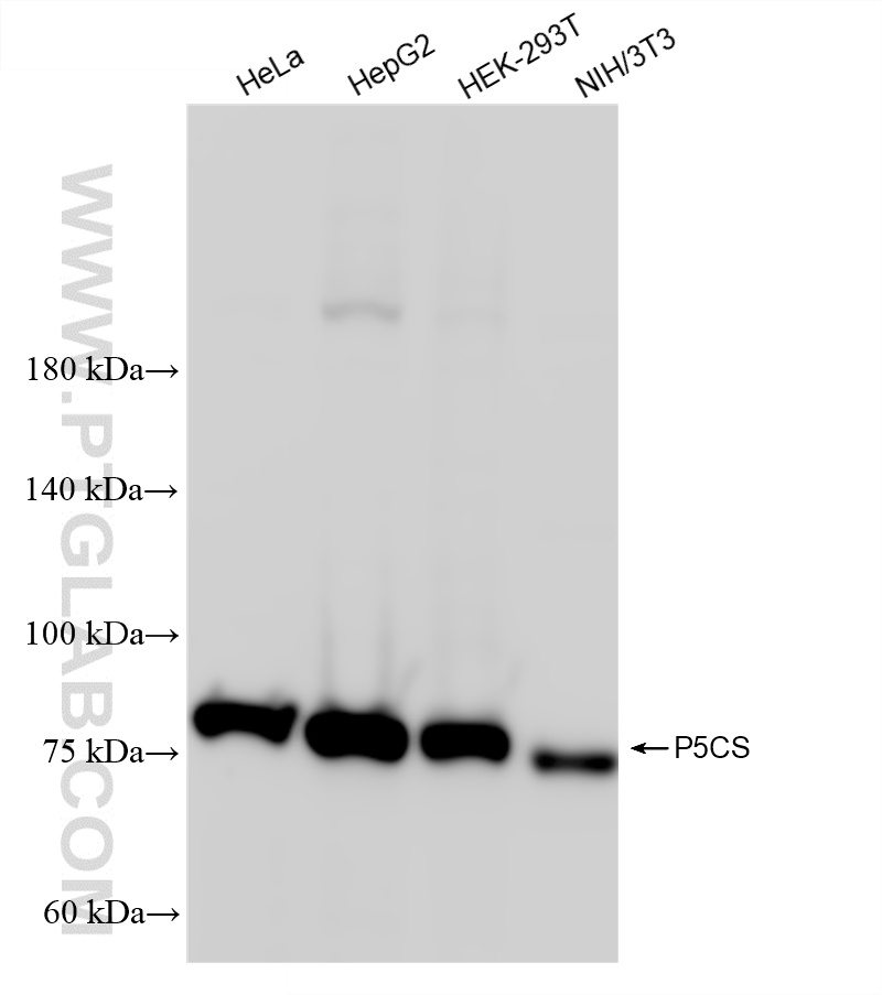 WB analysis using 87037-1-RR (same clone as 87037-1-PBS)