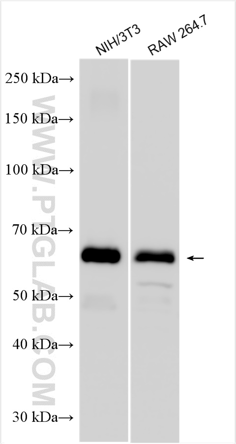 WB analysis using 31403-1-AP