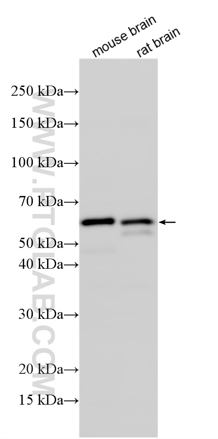 WB analysis using 31403-1-AP