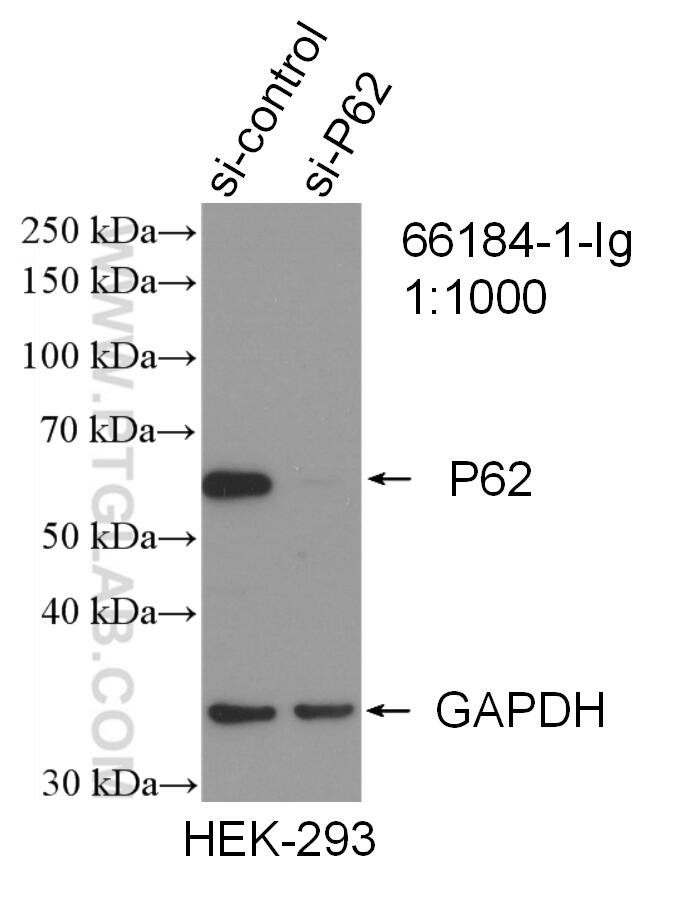 WB analysis of HEK-293 using 66184-1-Ig