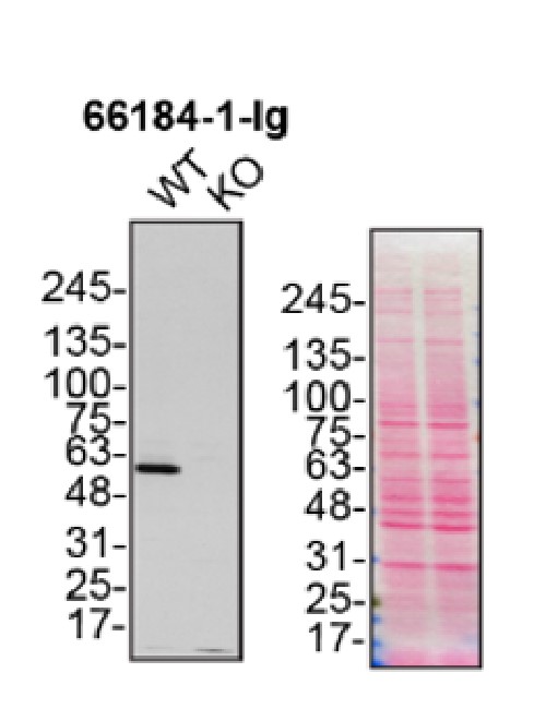 WB analysis of U2OS using 66184-1-Ig