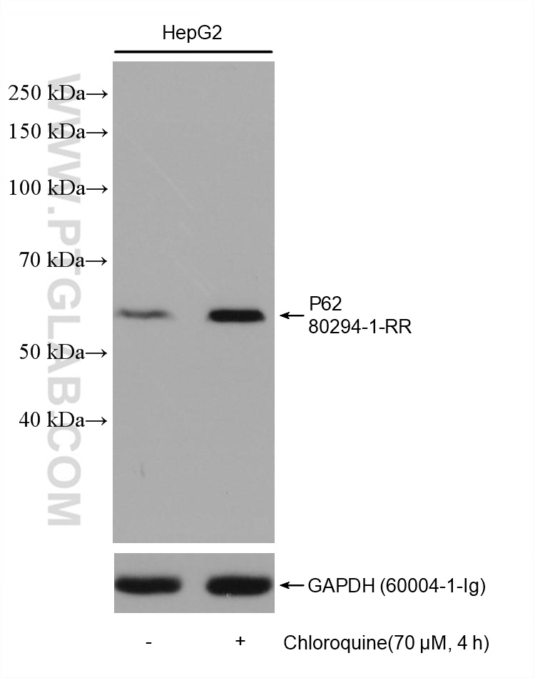 WB analysis using 80294-1-RR (same clone as 80294-1-PBS)