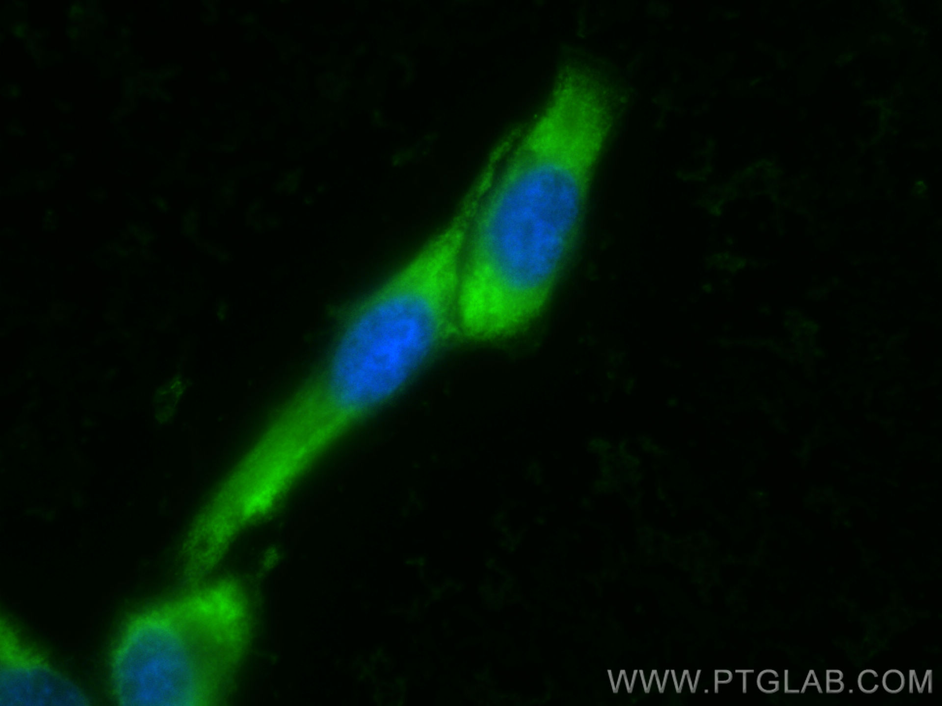 IF Staining of HeLa using CL488-66055