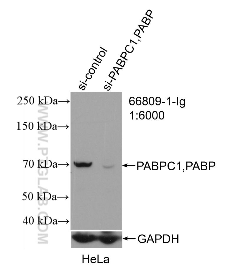 WB analysis of HeLa using 66809-1-Ig