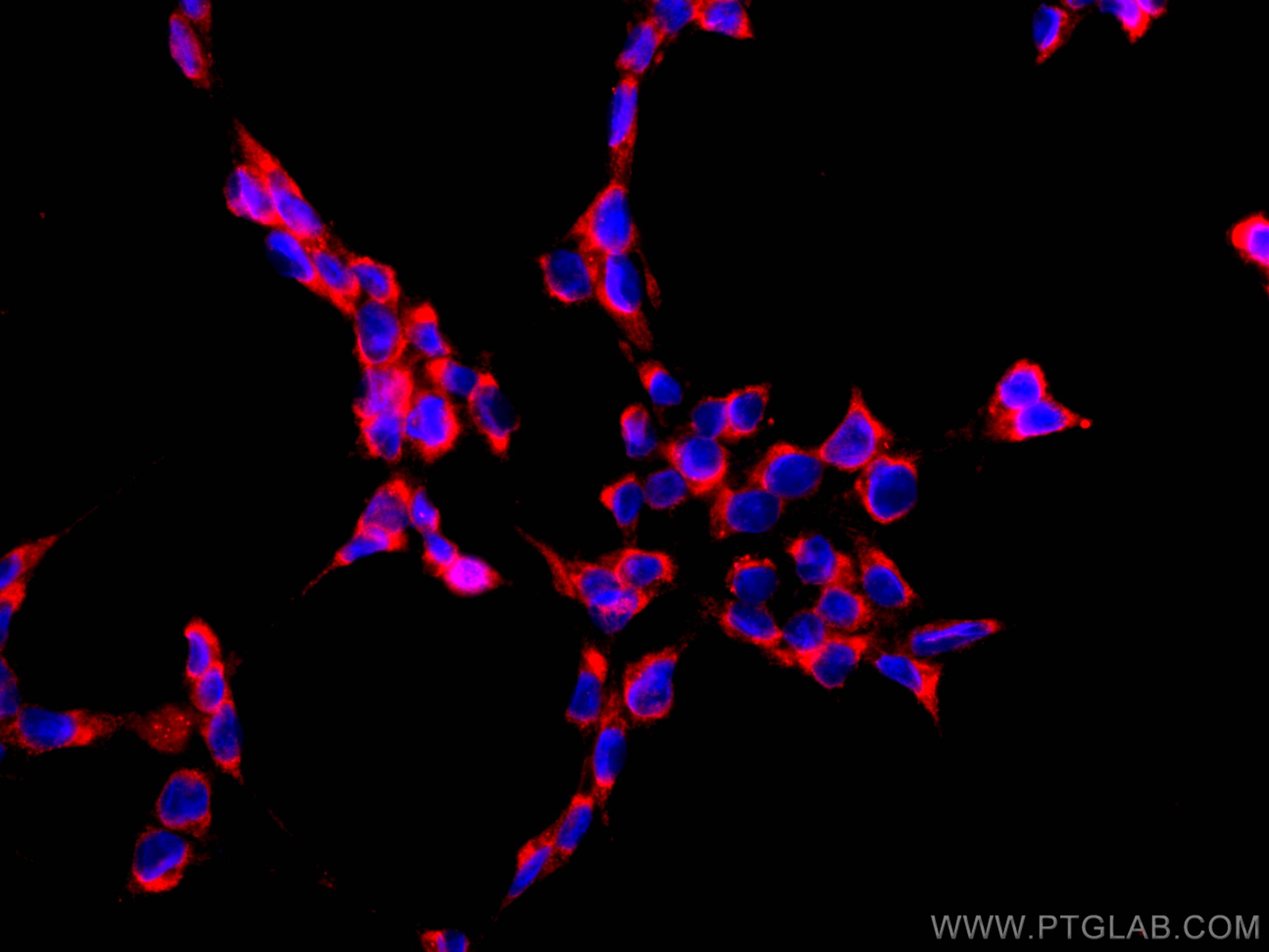 IF Staining of HEK-293 using CL594-66809