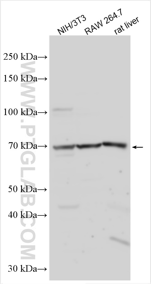 WB analysis using 31907-1-AP
