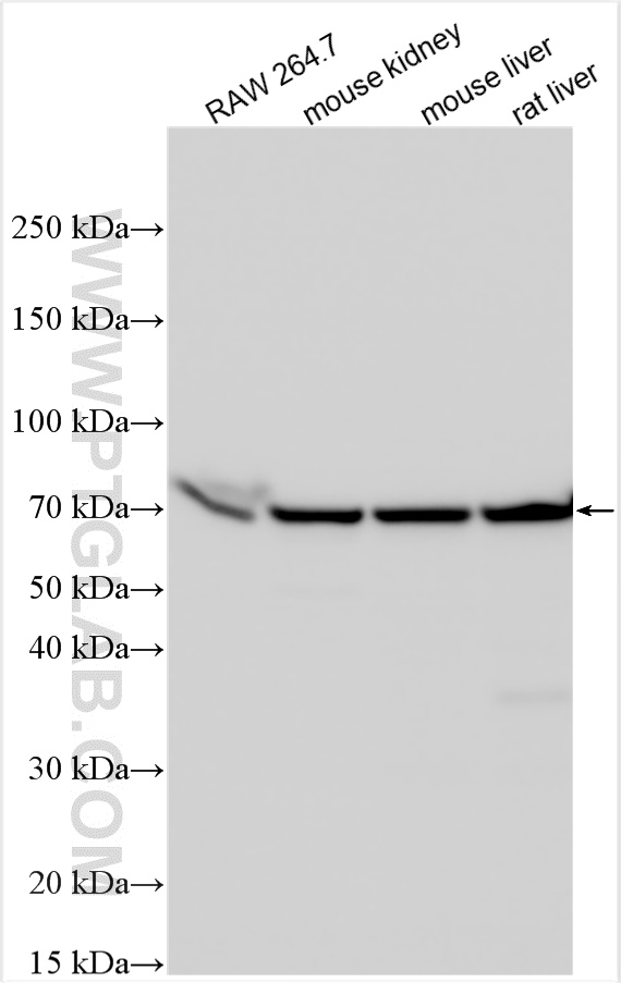 WB analysis using 31907-1-AP