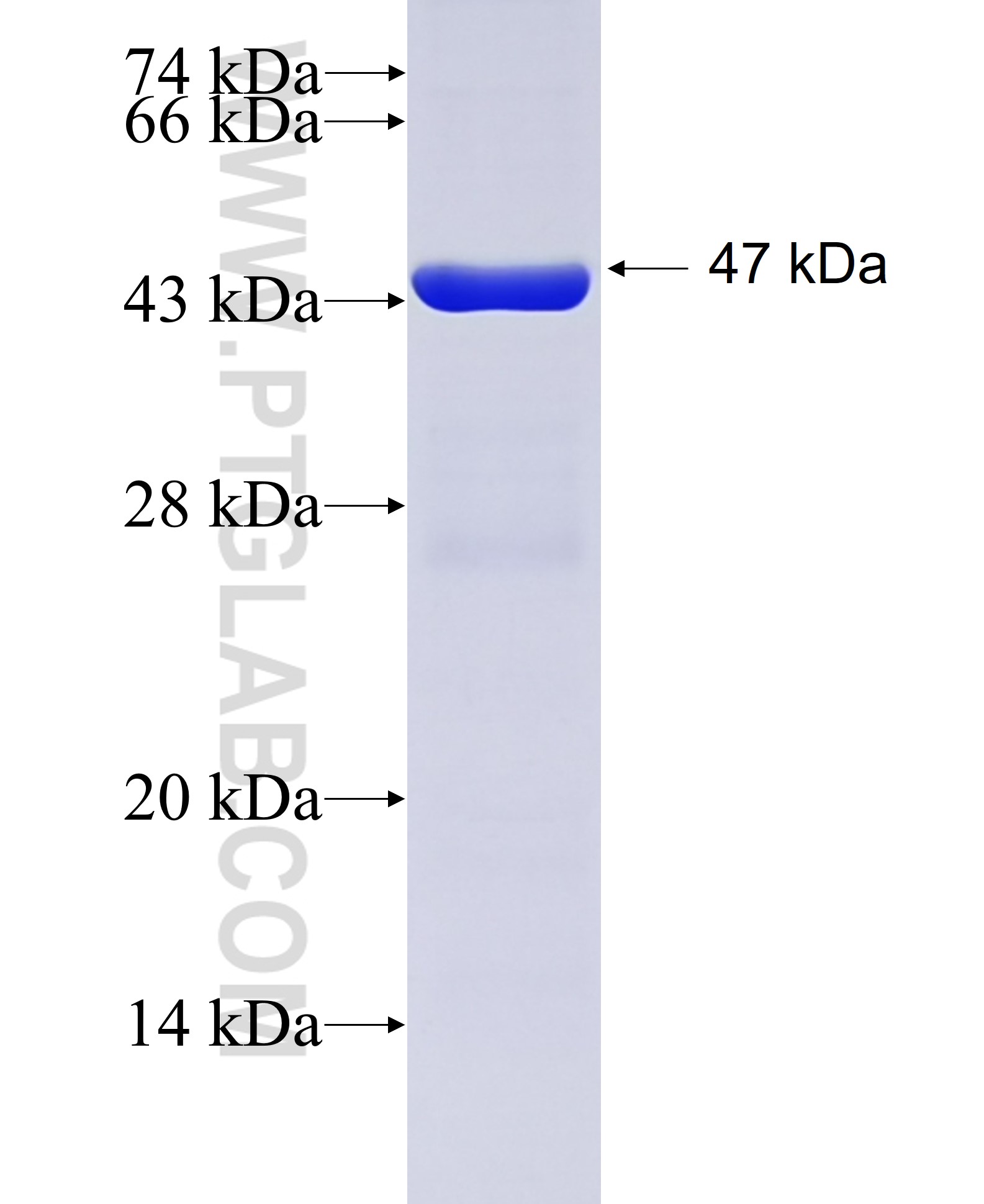 PABPC4 fusion protein Ag6813 SDS-PAGE