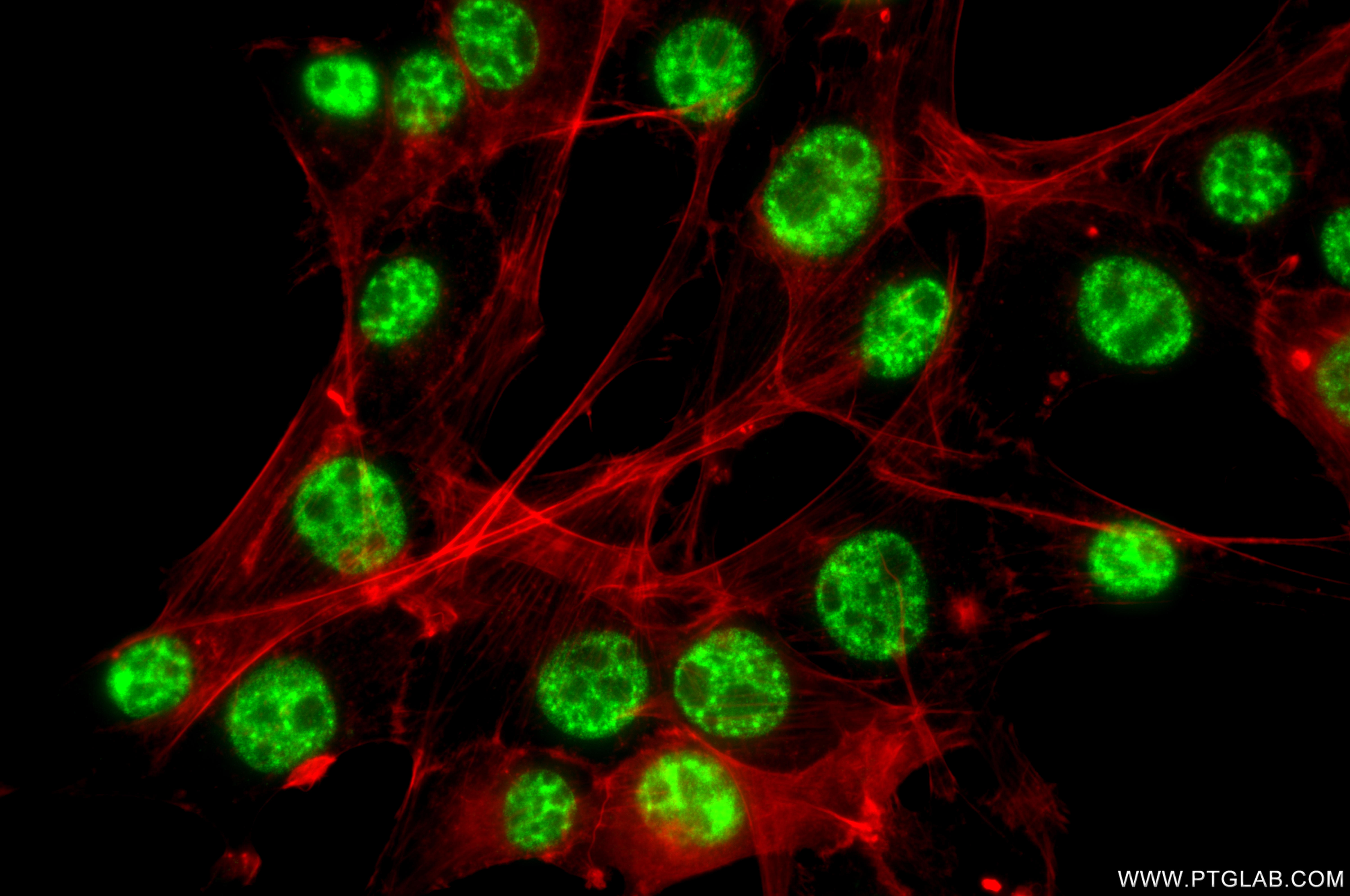 IF Staining of NIH/3T3 using 87392-1-RR IF Staining of NIH/3T3 using 87392-1-RR