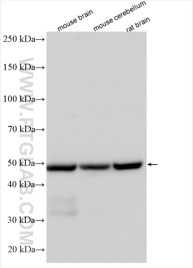 WB analysis using 13219-1-AP