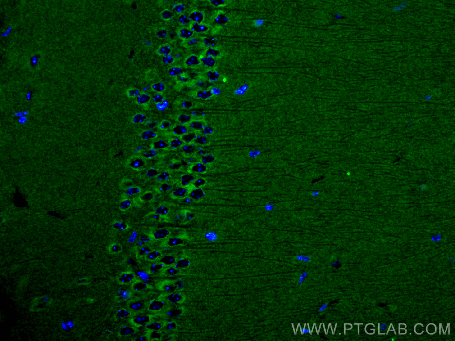 IF Staining of mouse brain using 68115-1-Ig