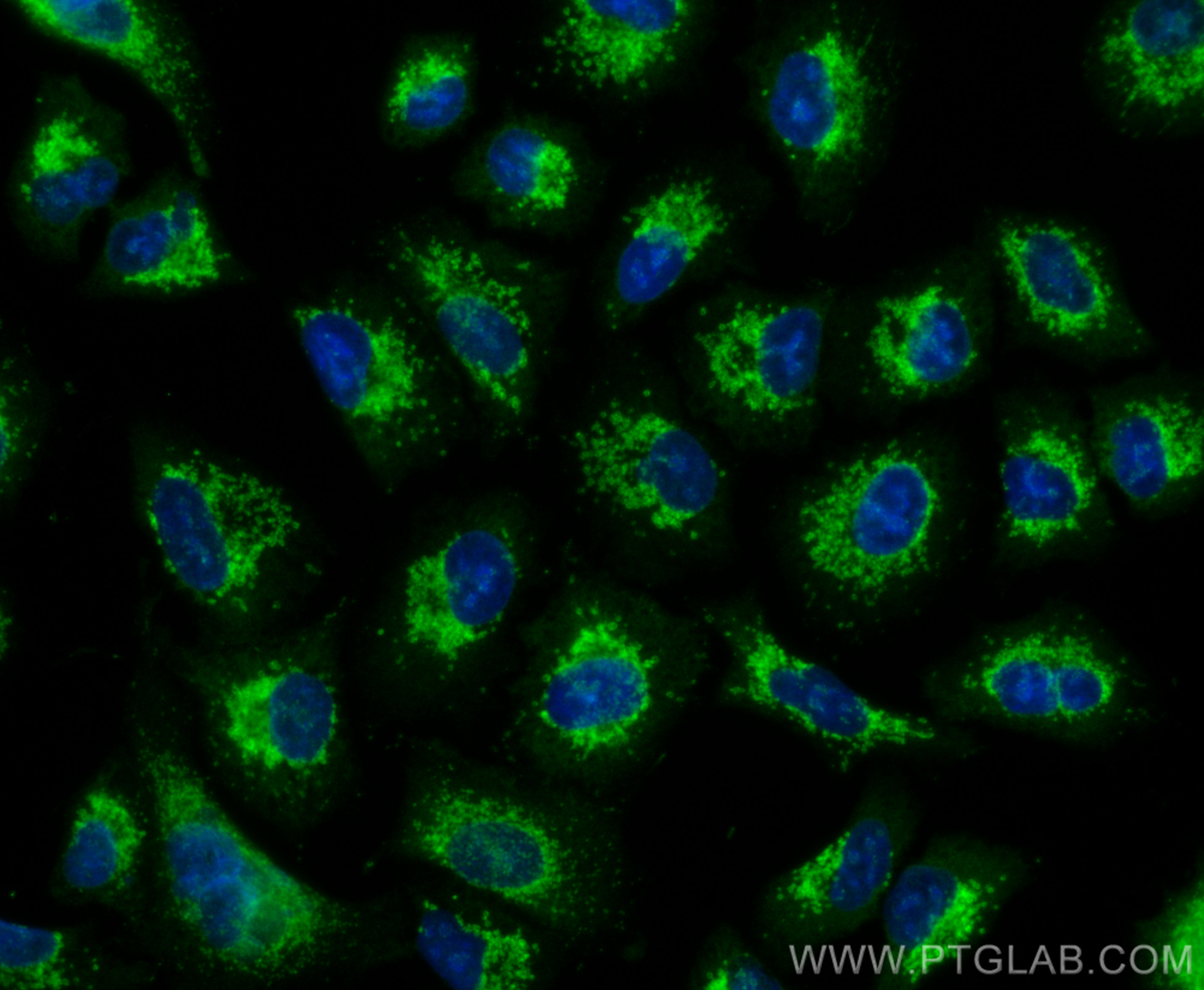 IF Staining of A549 using CL488-17373