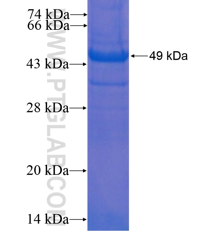 PAFAH2 fusion protein Ag0124 SDS-PAGE