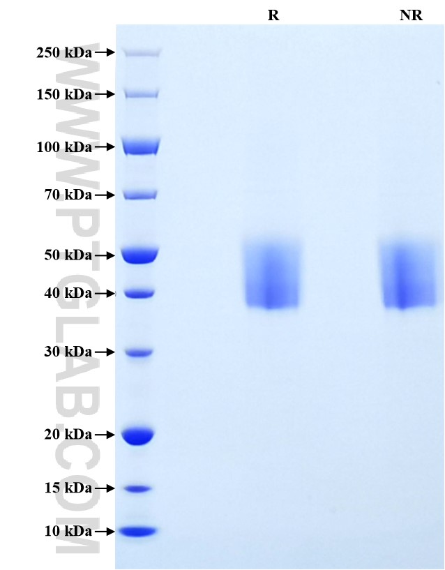 Purity of Recombinant Human CD200 was determined by SDS-PAGE. The protein was resolved in an SDS-PAGE in reducing (R) and non-reducing (NR) conditions and stained using Coomassie blue.