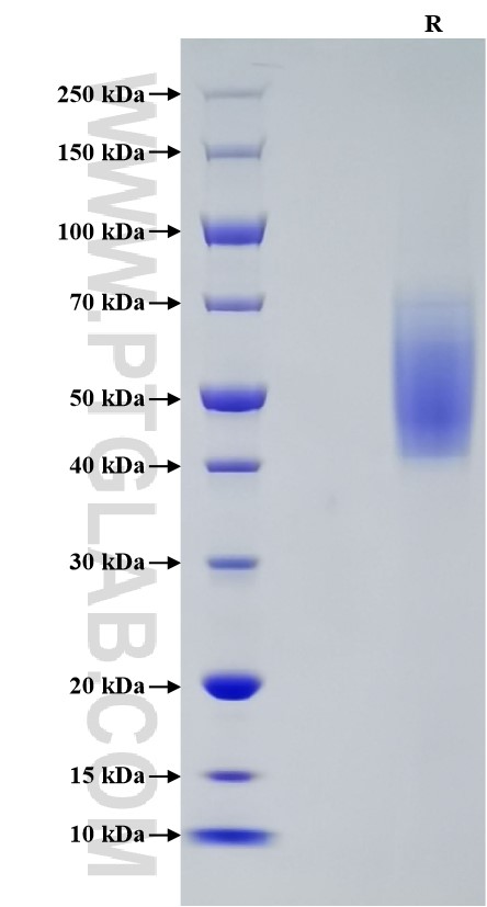 Purity of Recombinant Human ICOSLG was determined by SDS-PAGE. The protein was resolved in an SDS-PAGE in reducing (R) conditions and stained using Coomassie blue.