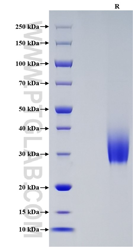 Purity of Recombinant Human HVEM was determined by SDS-PAGE. The protein was resolved in an SDS-PAGE in reducing (R) conditions and stained using Coomassie blue.