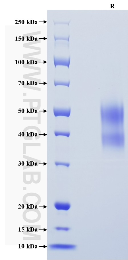 Purity of Recombinant Human C10orf54 was determined by SDS-PAGE. The protein was resolved in an SDS-PAGE in reducing (R) conditions and stained using Coomassie blue.