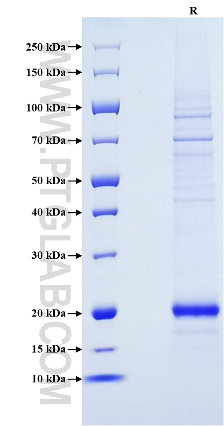 Purity of Recombinant Mouse IL-10 was determined by SDS-PAGE. The protein was resolved in an SDS-PAGE in reducing (R) conditions and stained using Coomassie blue.