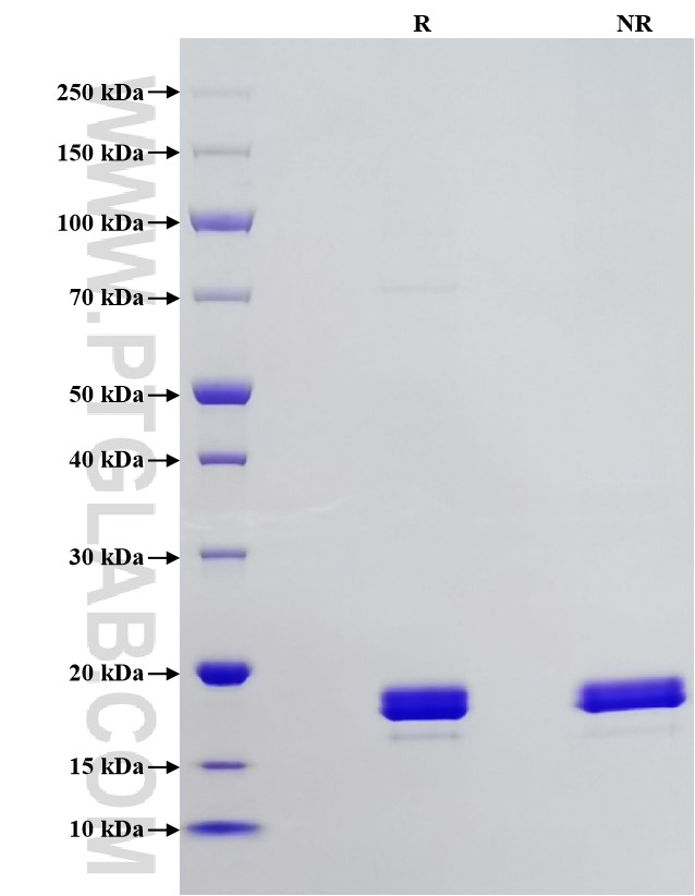 Purity of Recombinant Human CD40L was determined by SDS-PAGE. The protein was resolved in an SDS-PAGE in reducing (R) and non-reducing (NR) conditions and stained using Coomassie blue.