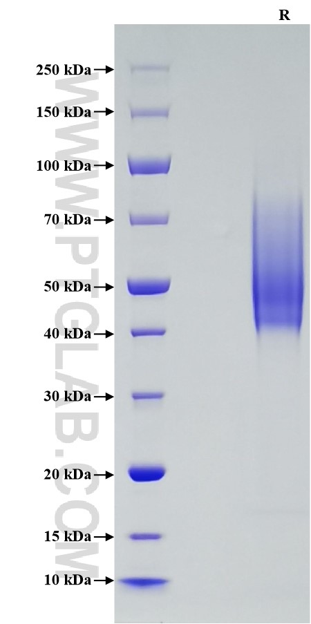 Purity of Recombinant human B7-2 was determined by SDS-PAGE. The protein was resolved in an SDS-PAGE in reducing (R)  conditions and stained using Coomassie blue.
