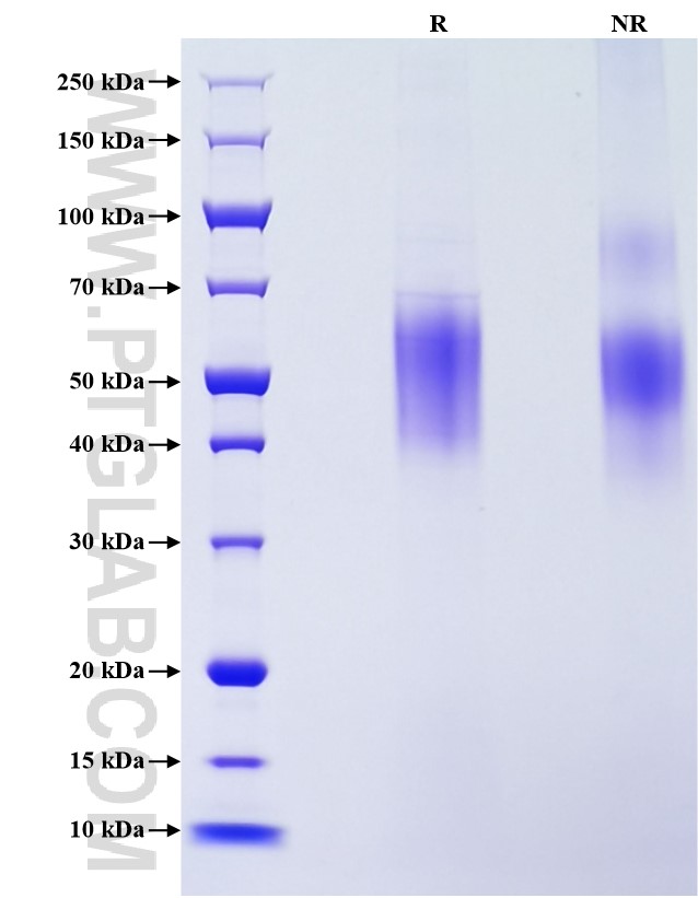 Purity of Recombinant Human CD80 was determined by SDS-PAGE. The protein was resolved in an SDS-PAGE in reducing (R) and non-reducing (NR) conditions and stained using Coomassie blue.
