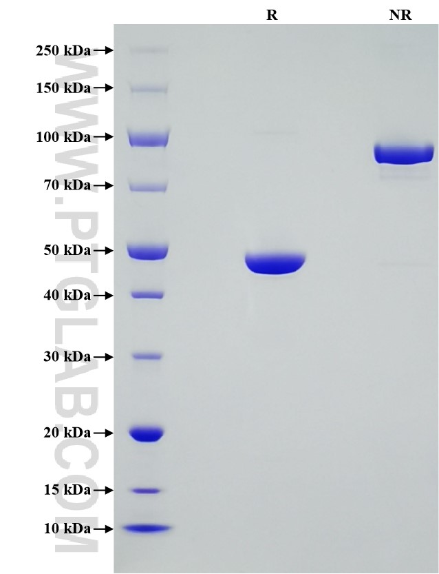 Purity of Recombinant Human 4-1BB Ligand was determined by SDS-PAGE. The protein was resolved in an SDS-PAGE in reducing (R) and non-reducing (NR) conditions and stained using Coomassie blue. Purity of Recombinant Human 4-1BB Ligand was determined by SDS-PAGE. The protein was resolved in an SDS-PAGE in reducing (R) and non-reducing (NR) conditions and stained using Coomassie blue.