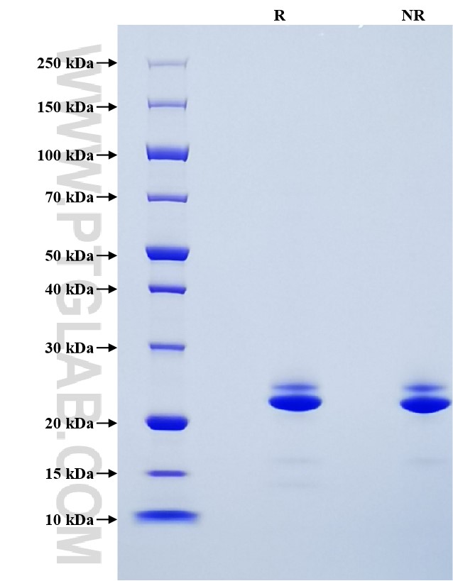 Purity of Recombinant Human FGF-21 was determined by SDS-PAGE. The protein was resolved in an SDS-PAGE in reducing (R) and non-reducing (NR) conditions and stained using Coomassie blue.
