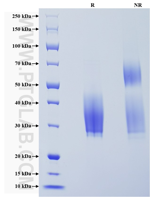Purity of Recombinant Human SCF was determined by SDS-PAGE. The protein was resolved in an SDS-PAGE in reducing (R) and non-reducing (NR) conditions and stained using Coomassie blue.